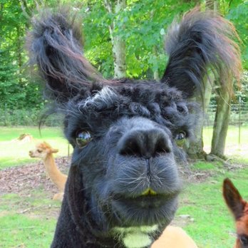 Wright Choice Alpacas - Fur Clothing Near Me - Castleton, Vermont