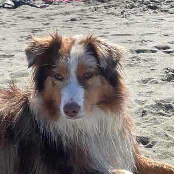 Walnut Creek Veterinary Hospital - Dulce is a patient and enjoy seen all the techs and vets. - Veterinarians Near Me - Walnut Creek, California Walnut Creek Veterinary Hospital - Dulce is a patient and enjoy seen all the techs and vets. - Veterinarians Near Me - Walnut Creek, California