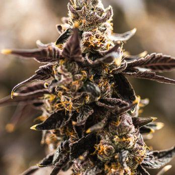 Bulldog Cannabis - Cannabis Dispensaries Near Me - Thousand Palms, California Bulldog Cannabis - Cannabis Dispensaries Near Me - Thousand Palms, California