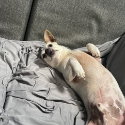 Pinky rolling over for belly rubs. Making a great recovery. Pinky rolling over for belly rubs. Making a great recovery.