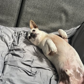 IPet Care & Holistic - Pinky rolling over for belly rubs. Making a great recovery. - Holistic Animal Care Near Me - Valley Village, California IPet Care & Holistic - Pinky rolling over for belly rubs. Making a great recovery. - Holistic Animal Care Near Me - Valley Village, California