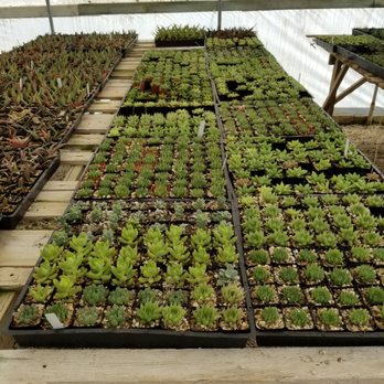 Rancho Vista Cacti & Succulent - Nurseries & Gardening Near Me - Vista, California Rancho Vista Cacti & Succulent - Nurseries & Gardening Near Me - Vista, California