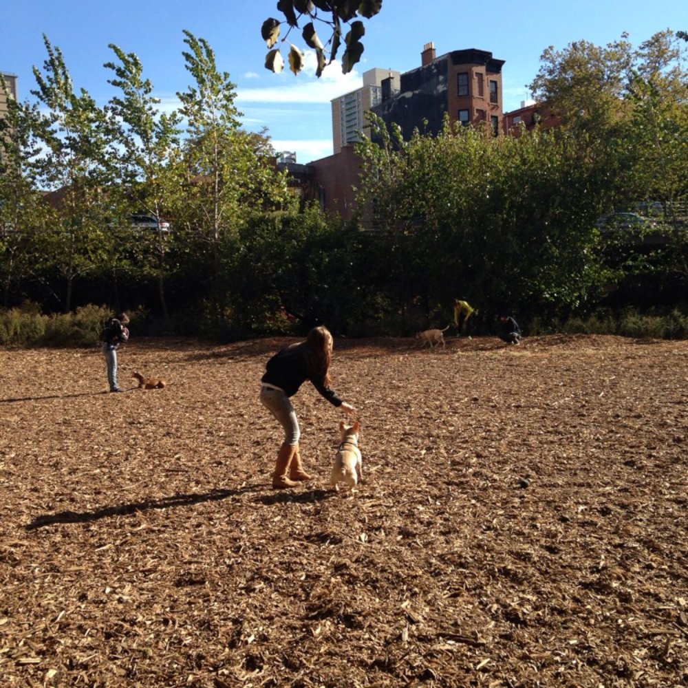 Hillside Dog Park - Dog Parks Near Me - Brooklyn, New York Hillside Dog Park - Dog Parks Near Me - Brooklyn, New York