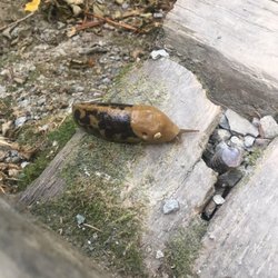 The Forbes Creek Stairs - Wildlife