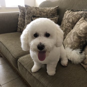 Fidos Home Pet Inn & Spa - Pet Groomers Near Me - Katy, Texas Fidos Home Pet Inn & Spa - Pet Groomers Near Me - Katy, Texas