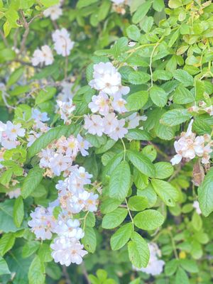 Cape May Lighthouse by null
