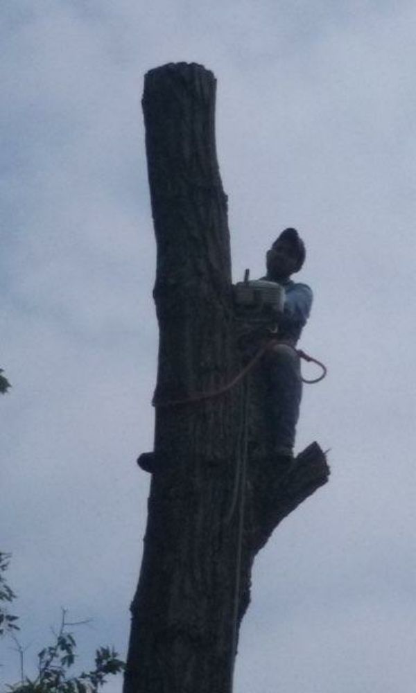 Slide of Flores Tree Service