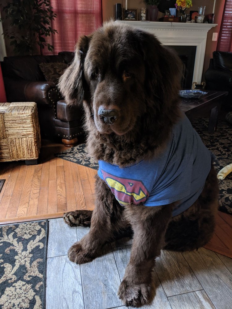 NEW BALTIMORE ANIMAL HOSPITAL 18 Reviews 5296 Lee Hwy, Warrenton