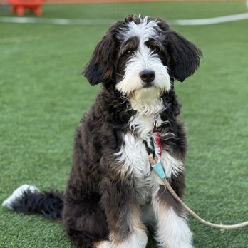 OC Pawtastic Grooming - Before - IG @iheart.summer - Pet Groomers Near Me - La Palma, California