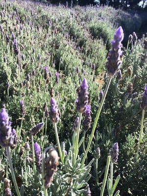 Ashcombe Maze & Lavender Gardens by null
