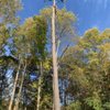 Naz Tree Service - North Georgia gift card