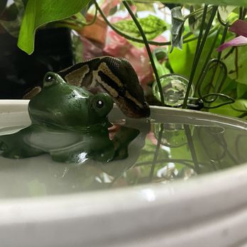 Pet Supermarket - My girl Jiblet drinking. - Pet Stores Near Me - Gainesville, Florida