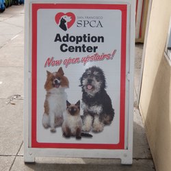 spca pacific heights