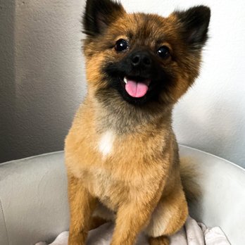 Hollywood Dog Spa - Kovu - Pet Groomers Near Me - Westminster, California Hollywood Dog Spa - Kovu - Pet Groomers Near Me - Westminster, California