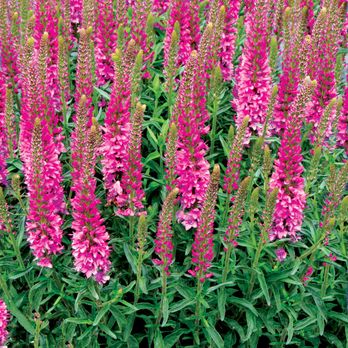 Wits End Gardens - Veronica 'Aspire' is pretty in pink. - Nurseries & Gardening Near Me - Prole, Iowa Wits End Gardens - Veronica 'Aspire' is pretty in pink. - Nurseries & Gardening Near Me - Prole, Iowa
