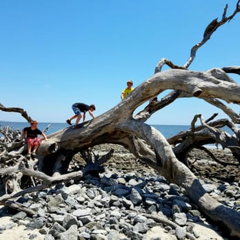 Driftwood Beach - The boys had a blast climbing. - Beaches Near Me - Jekyll Island, Georgia Driftwood Beach - The boys had a blast climbing. - Beaches Near Me - Jekyll Island, Georgia