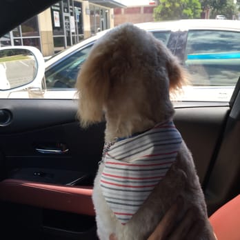 Pet Bath & Beyond - The little bald boy. - Pet Groomers Near Me - San Antonio, Texas