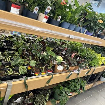 Canadian Tire - Indoor plants - Department Stores Near Me - Toronto, Ontario