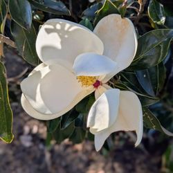 Greensboro Arboretum