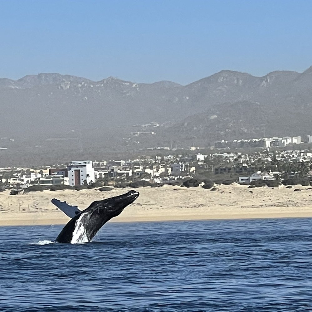 Whale Watch Cabo - Whale - Tours Near Me - Cabo San Lucas, BCS Whale Watch Cabo - Whale - Tours Near Me - Cabo San Lucas, BCS