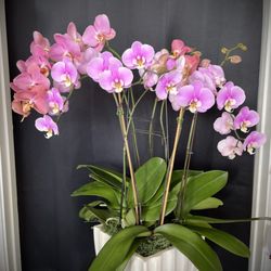 Chicky Blooms Floral + Event Design - Custom Color Orchid Arrangement. Call to order or order online up to 2 days in advance.