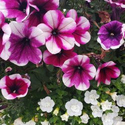 Honeymoon Acres - Flowers from spring