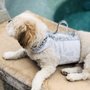 Photo of Mattey's Mutts of Palm Springs