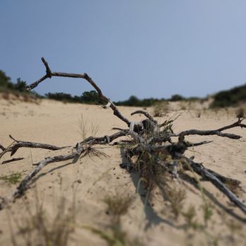 Jockey's Ridge State Park - Cool wood - Parks Near Me - Nags Head, North Carolina Jockey's Ridge State Park - Cool wood - Parks Near Me - Nags Head, North Carolina