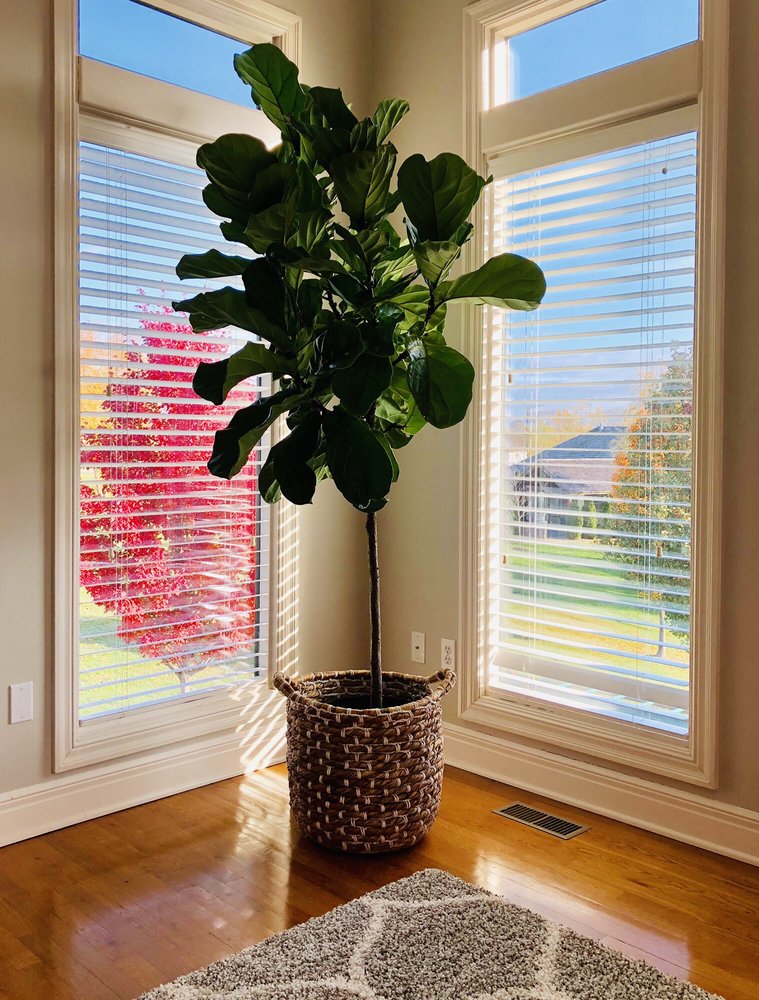 FAMILY TREE NURSERY 136 Photos & 53 Reviews Nurseries & Gardening