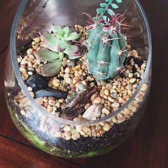 Ephemera Terrariums - Gift Shops Near Me - Fort Worth, Texas Ephemera Terrariums - Gift Shops Near Me - Fort Worth, Texas