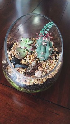 Ephemera - Plants, Terrariums and Comics by null