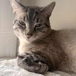 Value Pet Vet - My Cat Milo