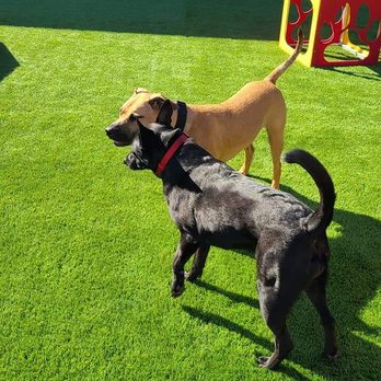 Camp Run-A-Mutt - Pet Groomers Near Me - Waterloo, Iowa Camp Run-A-Mutt - Pet Groomers Near Me - Waterloo, Iowa