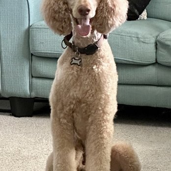 Red Desert Pet Grooming - Jerry does an outstanding job grooming dogs. I can't recommend him enough. - Pet Groomers Near Me - La Verkin, Utah Red Desert Pet Grooming - Jerry does an outstanding job grooming dogs. I can't recommend him enough. - Pet Groomers Near Me - La Verkin, Utah