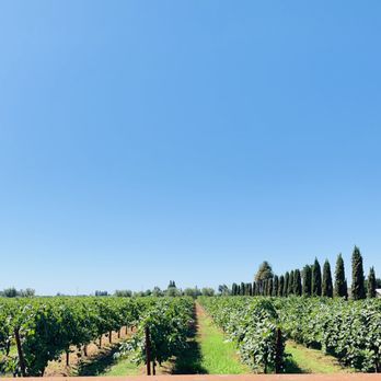 Peltier Winery - Vineyards behind the winery! - Wineries Near Me - Acampo, California
