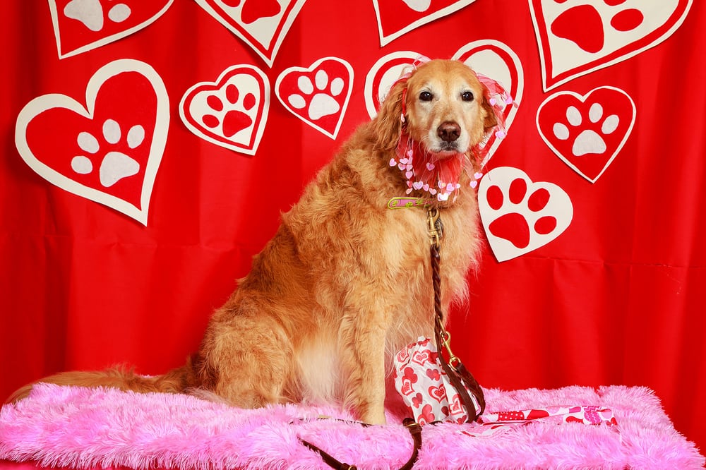 Doggie Digz - pet boarding facility in Eugene, OR