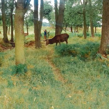 Richmond Park - Deer watching #LiveLifeLikeLdn - Parks Near Me - Richmond, XGL Richmond Park - Deer watching #LiveLifeLikeLdn - Parks Near Me - Richmond, XGL