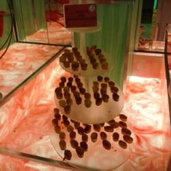 Red Hot World Buffet