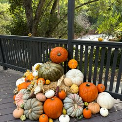 Pumpkin patch at home