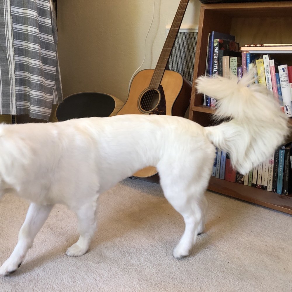 Bubble’s Dog Grooming - Pet Groomers Near Me - Oakland, California Bubble’s Dog Grooming - Pet Groomers Near Me - Oakland, California