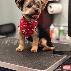Forever Friends Dog Salon & Self Wash - Happy Yorkie
