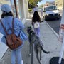 Photo of Chicana Farm Dog Training