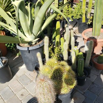 California Cactus Center - Nurseries & Gardening Near Me - Pasadena, California