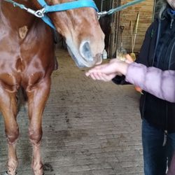 Royal Creek Farm - Hold your hand flat.