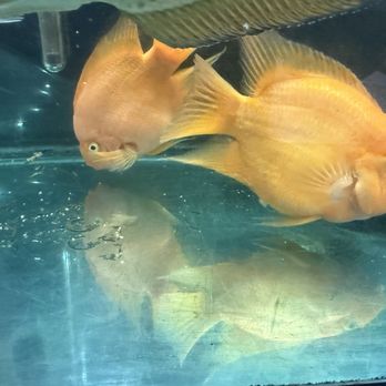 China Kitchen 漢庭 - Pescado brothers plotting their escape - Chinese Near Me - Anaheim, California China Kitchen 漢庭 - Pescado brothers plotting their escape - Chinese Near Me - Anaheim, California
