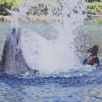 Dolphin Quest - Tours Near Me - Honolulu, Hawaii Dolphin Quest - Tours Near Me - Honolulu, Hawaii