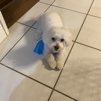 PetSmart - Pet Training Near Me - Miami, Florida
