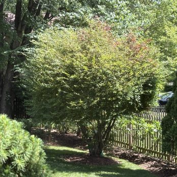 Flores Landscaping Services - Before tree was trimmed - Landscaping Near Me - Woodbridge, Virginia