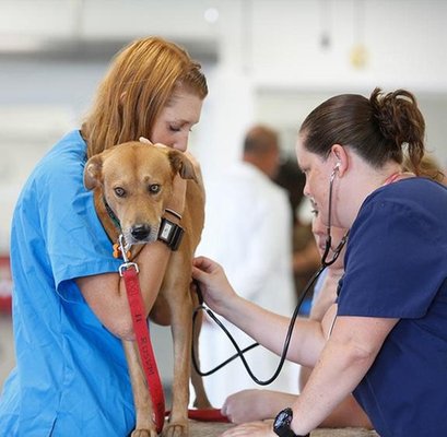 COMPANION ANIMAL HOSPITAL - Updated August 2025 - 18 Photos