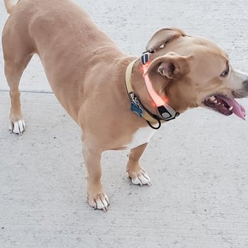 Linear Park Trail - Hobey showing off his glow accessory for nighttime walks - Hiking Near Me Linear Park Trail - Hobey showing off his glow accessory for nighttime walks - Hiking Near Me